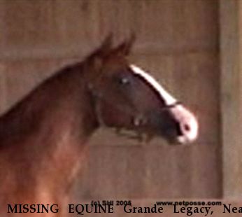 MISSING EQUINE Grande Legacy, Near New Holland, PA, 00000